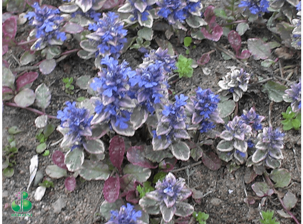 Latvijas Stādi - Ajuga Reptans 'Burgundy Glow' - Ložņu Cekuliņš, šķirne